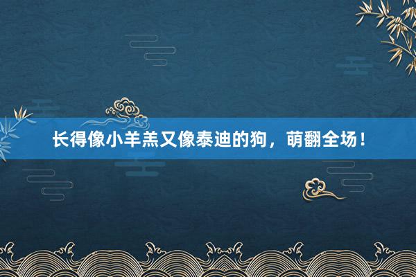 长得像小羊羔又像泰迪的狗,萌翻全场!